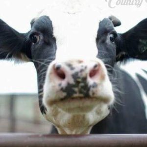 Meet your Posher, Cheryl